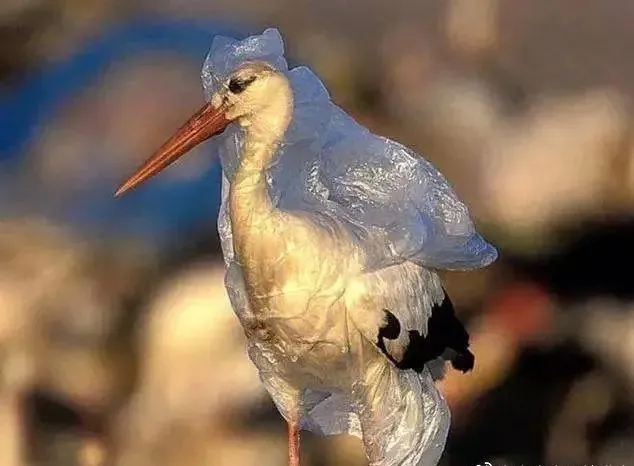 1634111212994509.jpg 31.webp.jpg