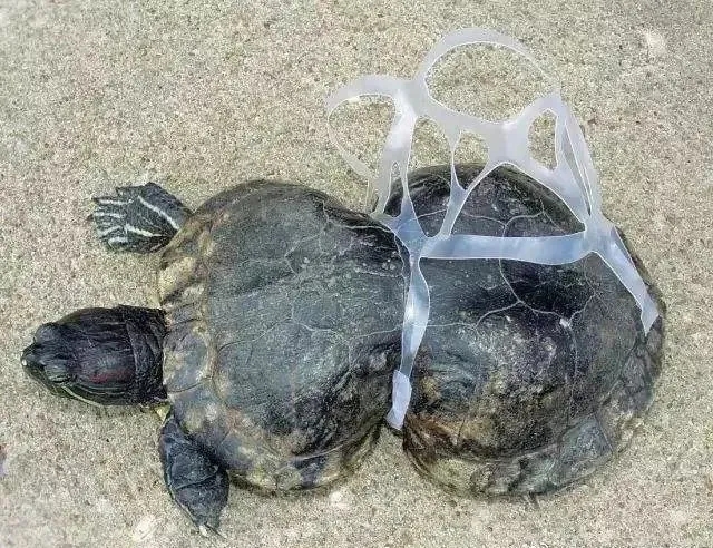 1634111226508113.jpg 32.webp.jpg