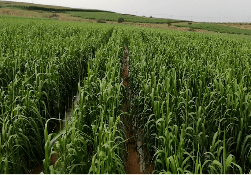 1661565330827457.png 64.png