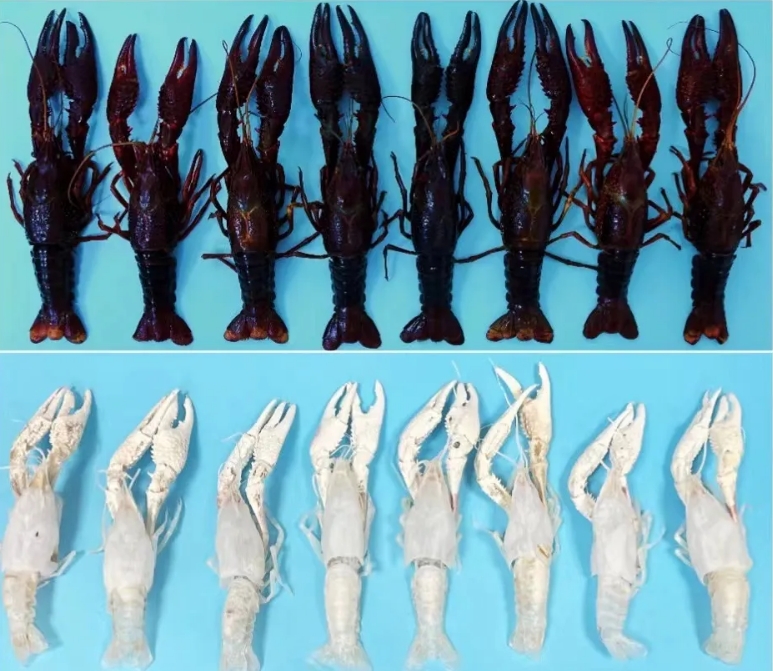 1733465610720429.png 03.png